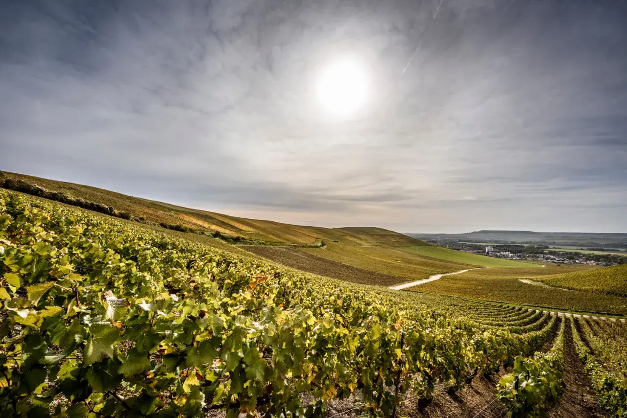 Sanfte Hügel mit Weinreben, die den Champagner Kraft verkörpern. Die Sonne scheint auf die grünen Blätter und die weite Landschaft.