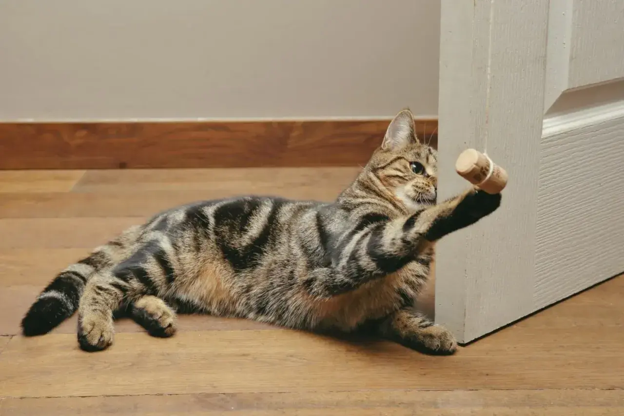 Gato atigrado jugando con un tapón de corcho, uno de los muchos juguetes para gatos caseros que le encantan.