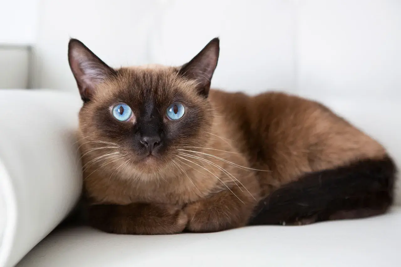 A beautiful brown Siamese cat with striking blue eyes rests on a white surface. While not as common as some other breeds, brown cats like this one are quite special.
