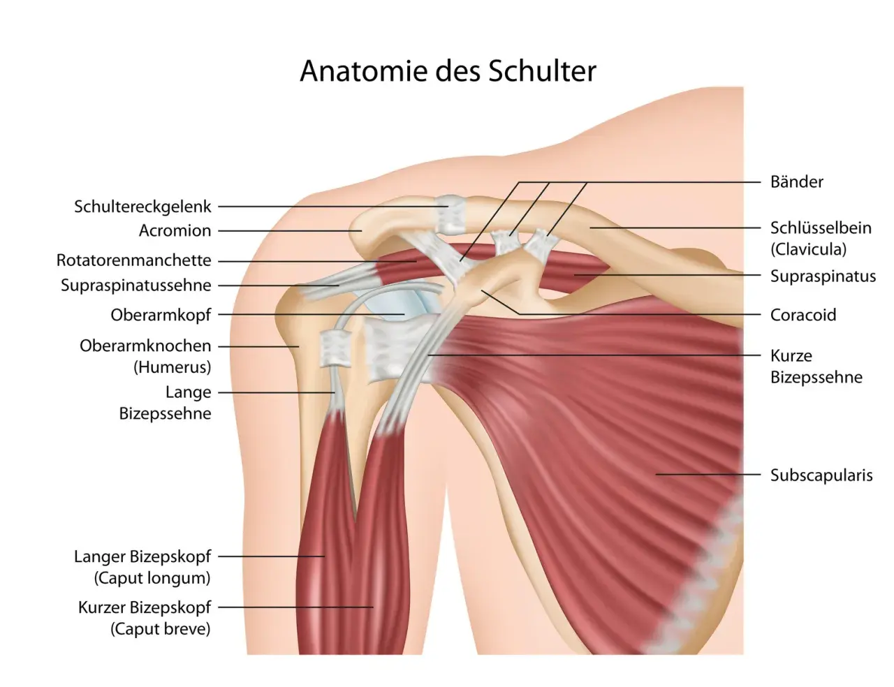 Schulter muskeln anatomie: detaillierte Darstellung von Schultergelenk, Rotatorenmanschette, Bizepssehne und anderen Strukturen.