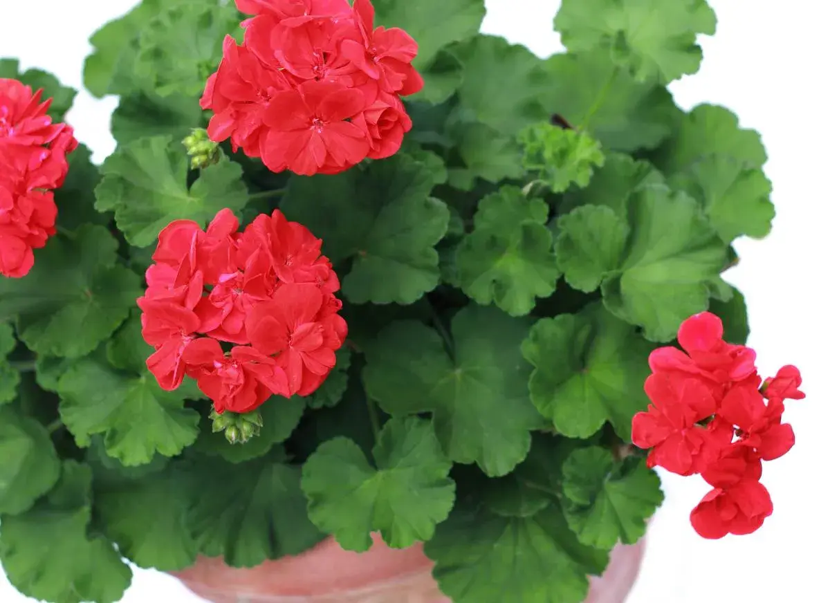 Gros plan sur des géraniums rouges éclatants, prêts pour leur arrosage. Leurs feuilles vertes luxuriantes entourent les fleurs.