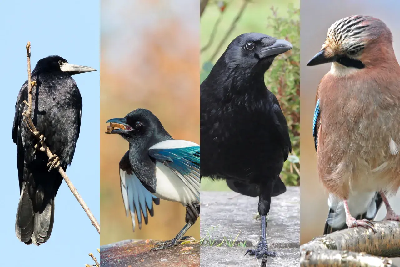 Vier Vögel: ein Rabe auf einem Ast, eine Elster mit Futter im Schnabel, ein weiterer Rabe und ein Eichelhäher. Ja, gibt es Raben in Deutschland.