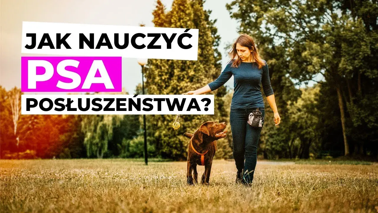 Tresura psa: Jak nauczyć posłuszeństwa? Odkryj sekrety!