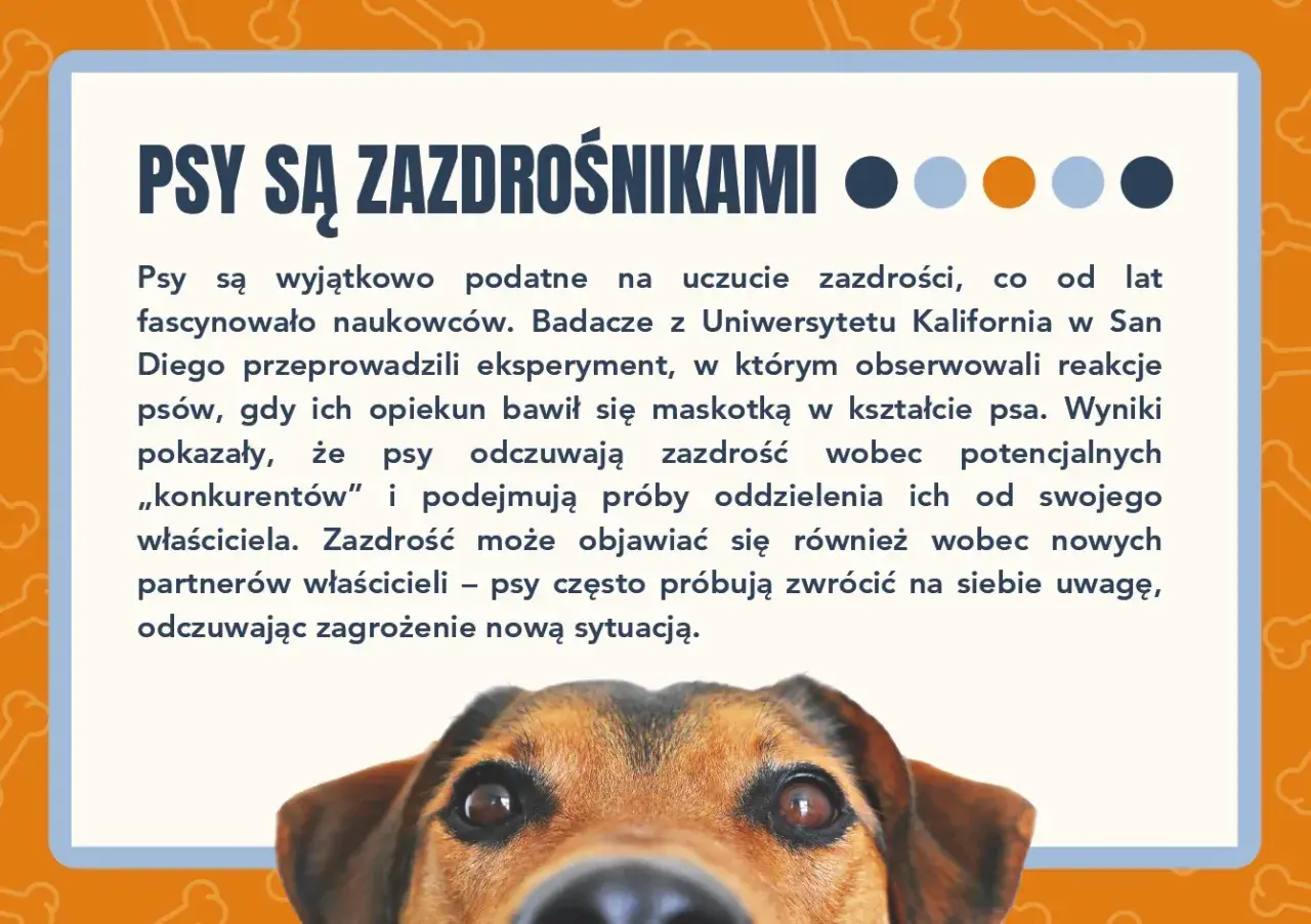 Psy są zazdrośnikami! Dowiedz się więcej o psich emocjach w naszym quizie o psach. Ciekawostki o czworonogach.