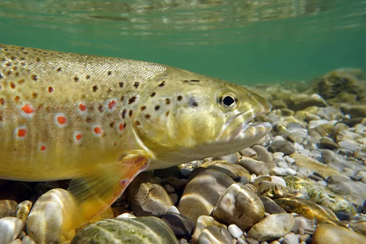Bachforelle mit roten und schwarzen Punkten im klaren Wasser, bereit für die **Laichzeit Bachforelle**.