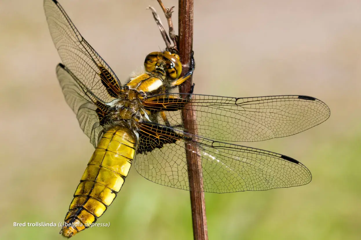En bred trollslända, en av Sveriges stora flygande insekter, vilar på en kvist. Dess gula kropp och genomskinliga vingar är detaljerade.