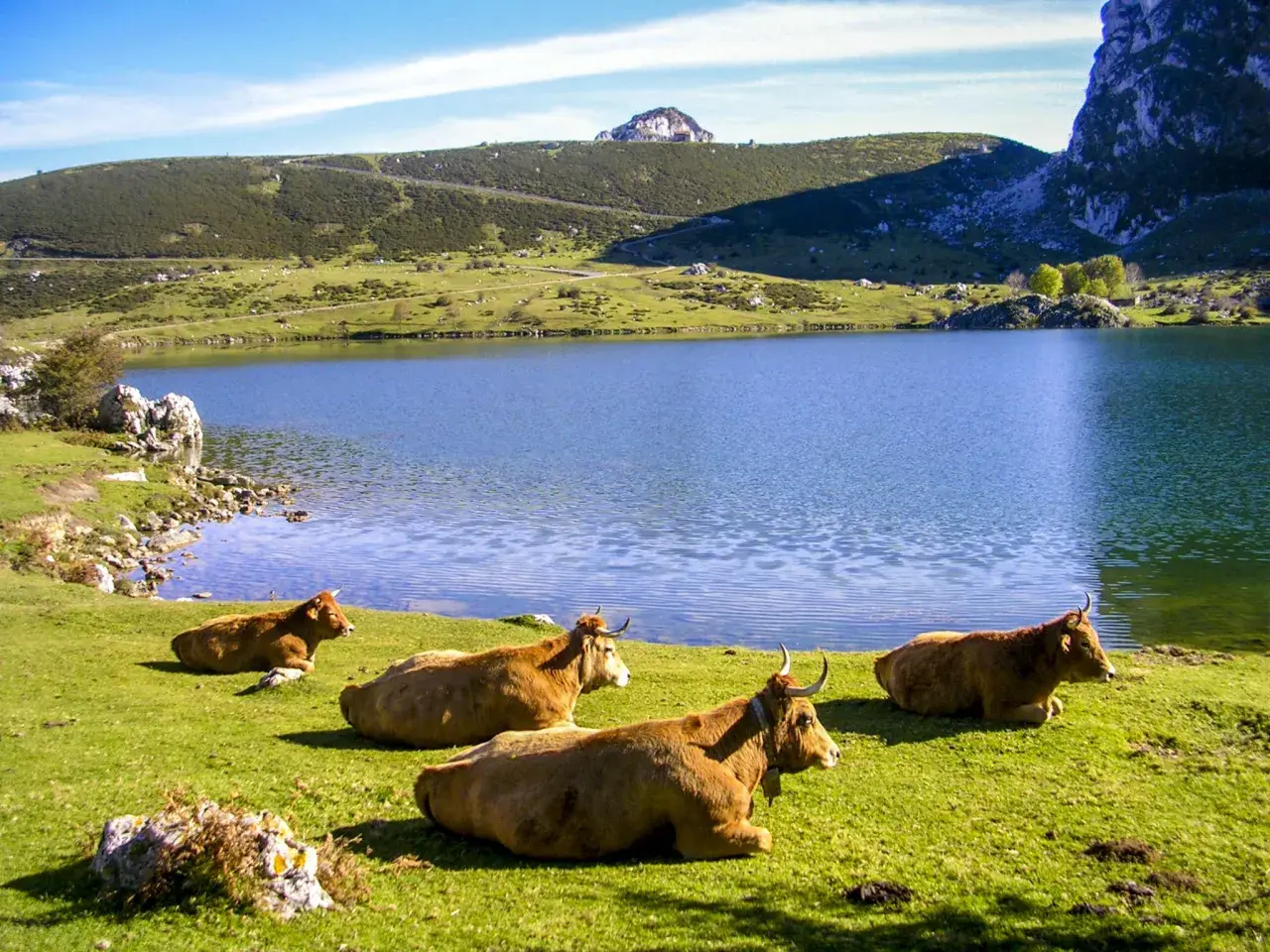 Vacas pastando junto a un lago azul en los Picos de Europa. Averiguar cuanto cuesta subir a los Lagos de Covadonga es fácil, ¡pero la vista es gratis!
