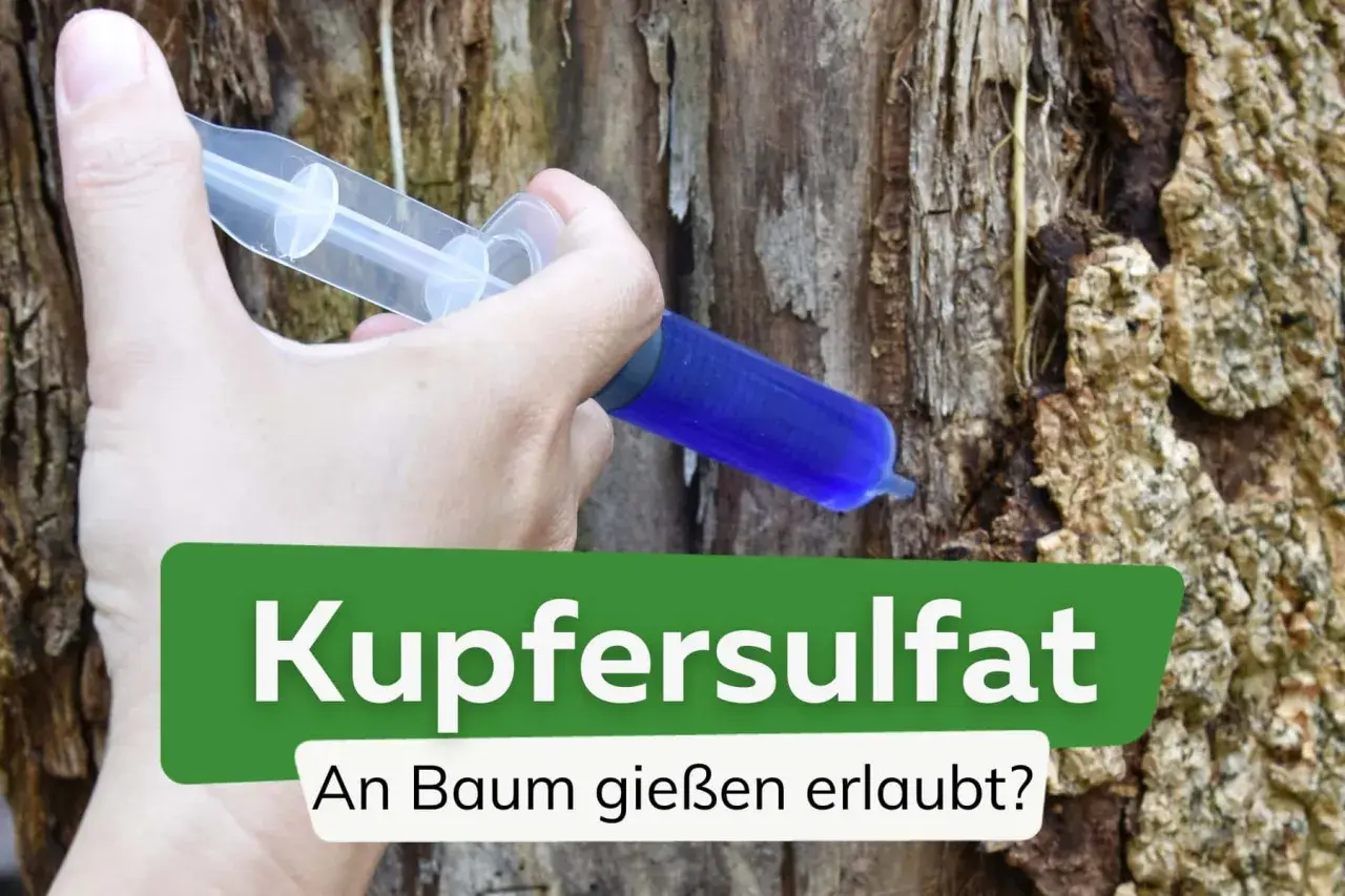 Eine Spritze mit blauer Flüssigkeit wird in einen Baumstamm injiziert. Die Anwendung von Kupfersulfat im Garten kann bei bestimmten Problemen helfen.