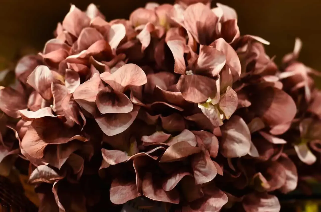 Hortensias secas de color rosa pálido, perfectas para aprender como secar hortensias y decorar.