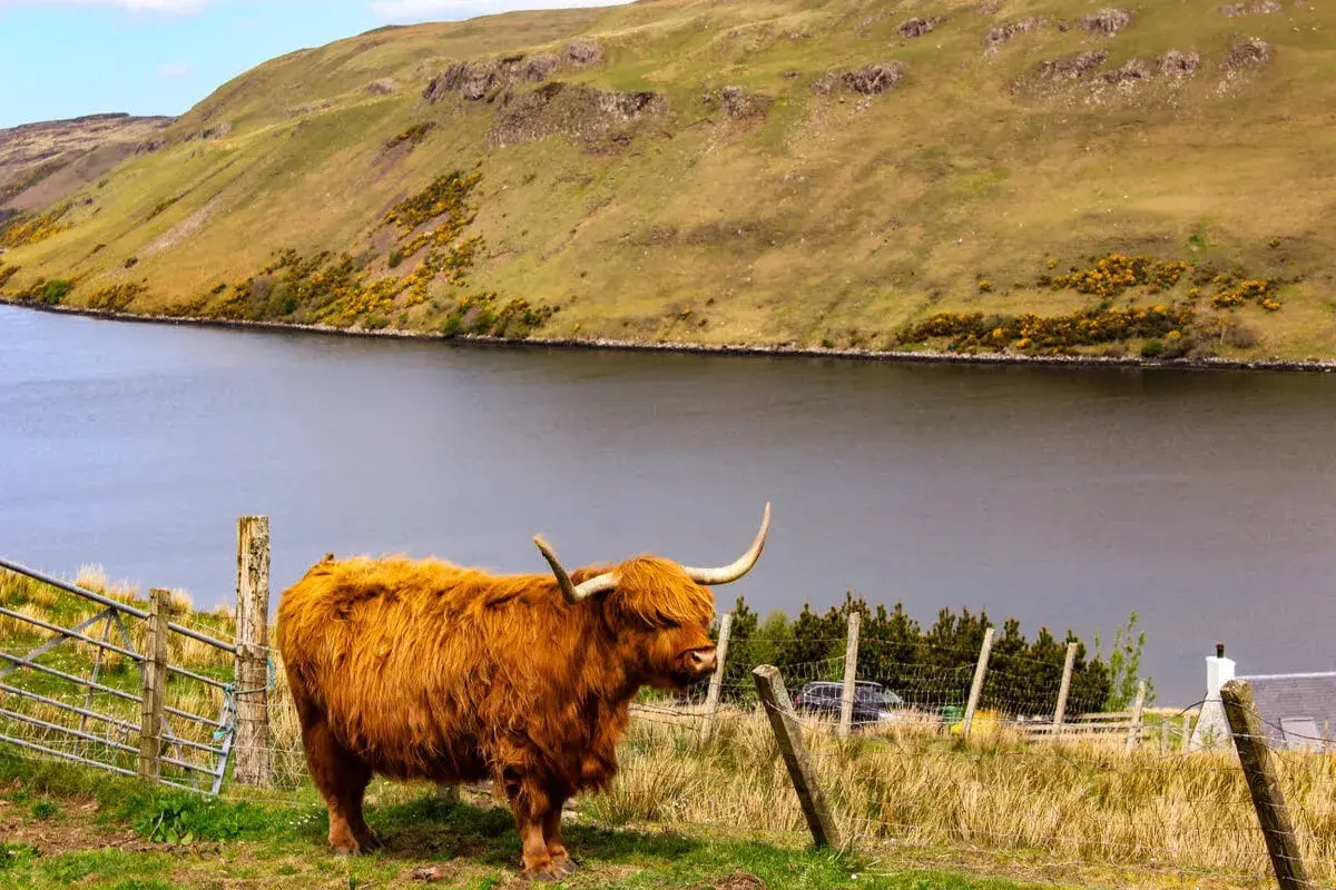 Ein schottisches Hochlandrind steht auf einer grünen Wiese am Ufer eines Sees. Das Wetter in Schottland im September ist oft wechselhaft, aber heute scheint die Sonne.