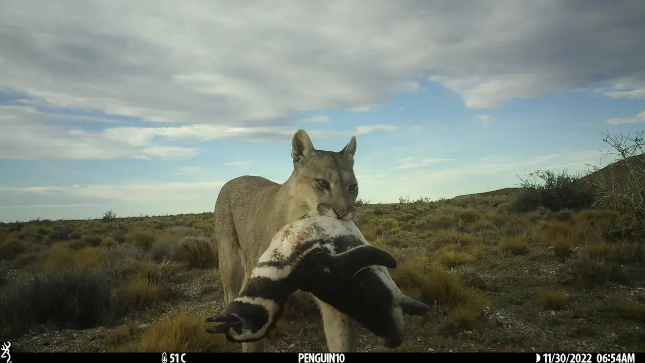 Puma in Italia? No! Conosci i veri predatori e la sicurezza in montagna