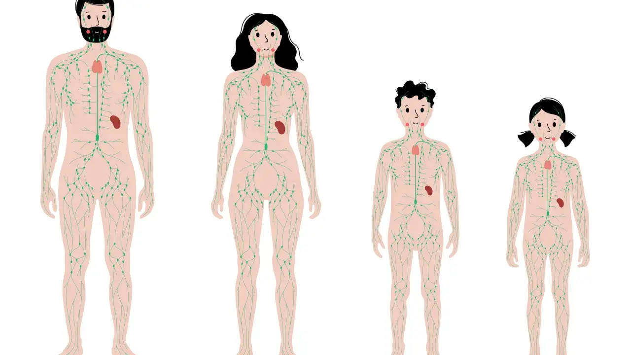 Schema des menschlichen Lymphsystems, das die Lymphdrainage Richtung von Kopf bis Fuß zeigt.
