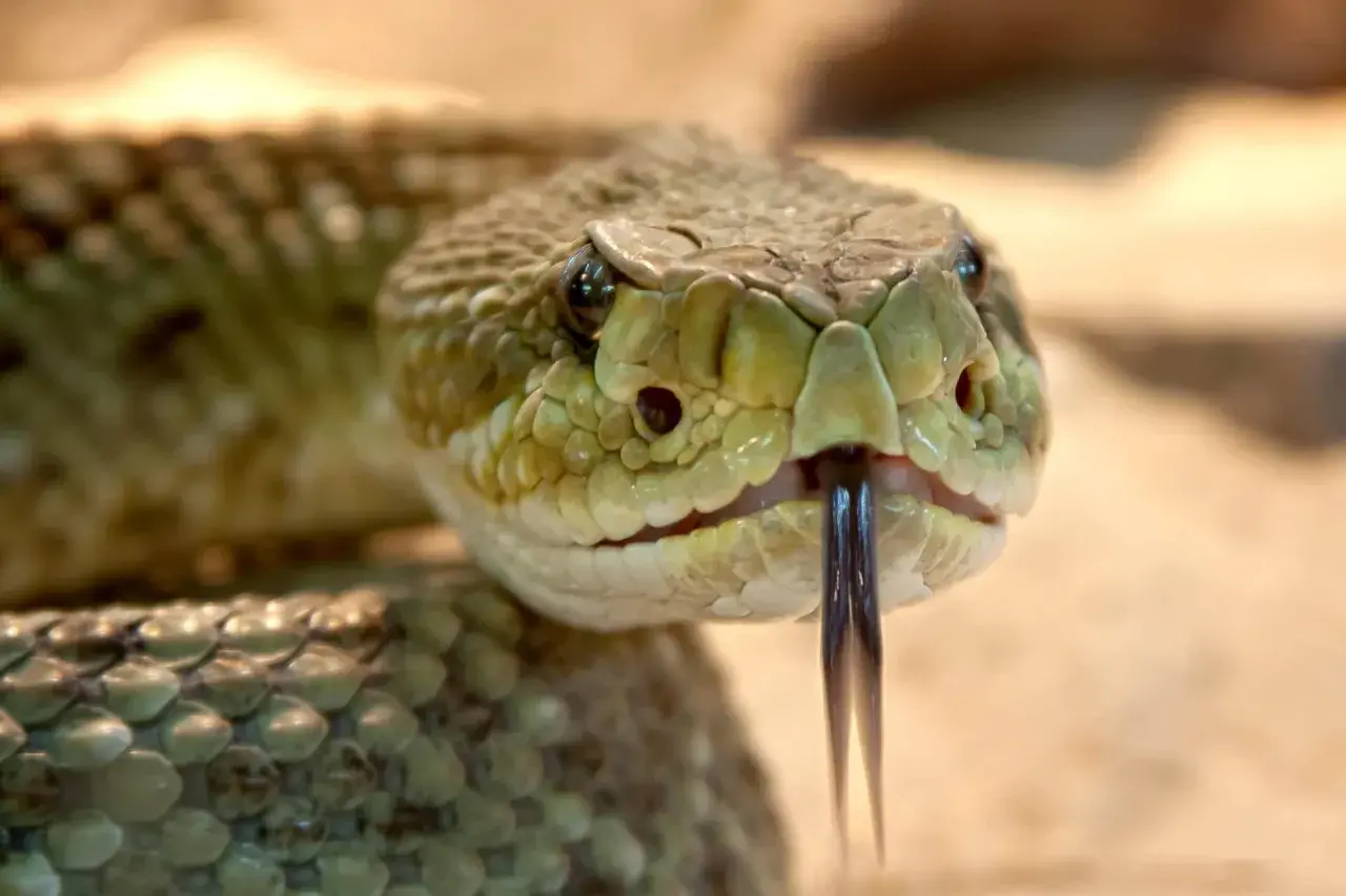 Primer plano de la cabeza de una serpiente de cascabel, mostrando sus escamas y lengua bífida. Un ejemplo de los diversos tipos de serpientes.