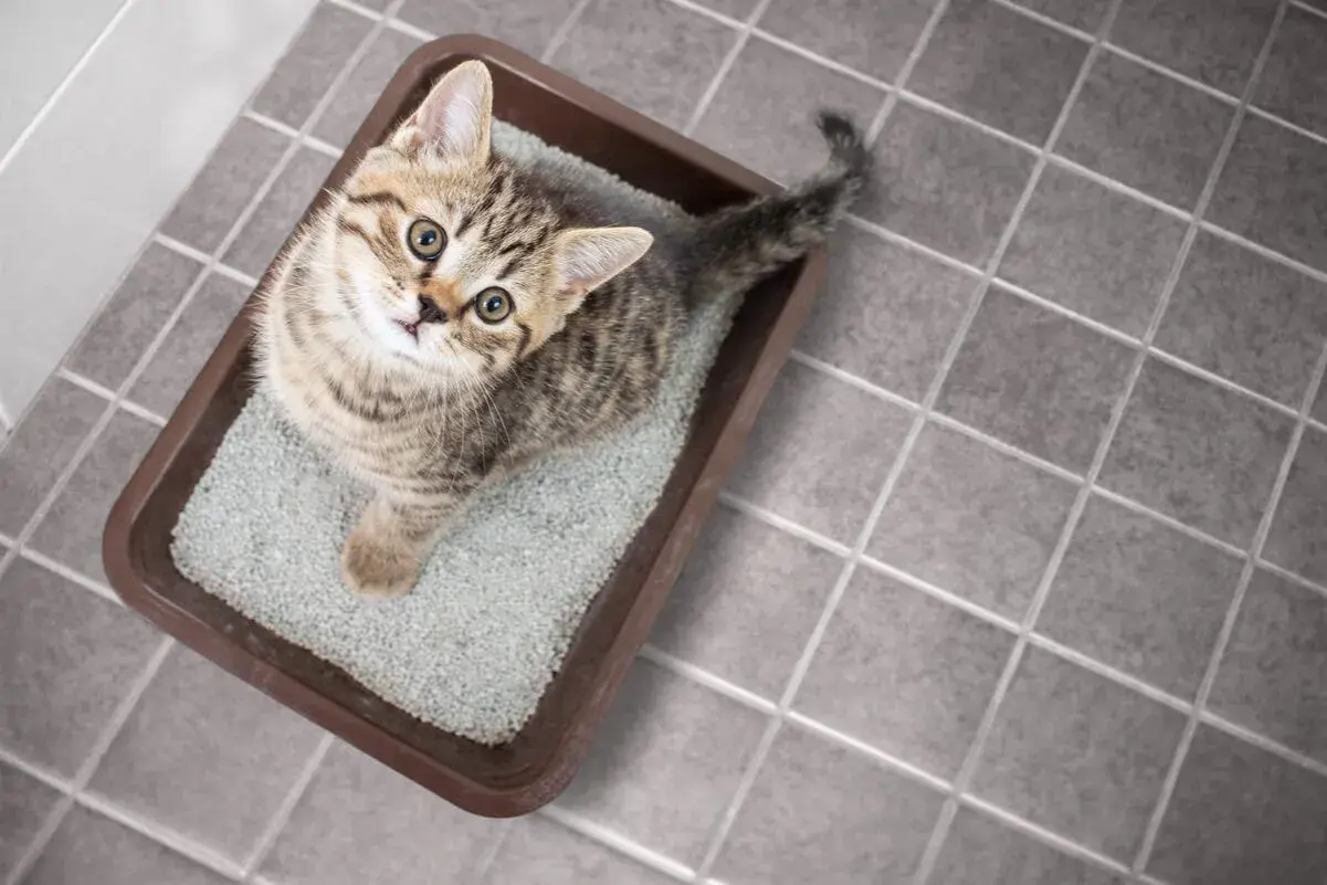 Gatito en su caja de arena. Si tu gato hace pis fuera, aprende como quitar el olor a pis de gato.