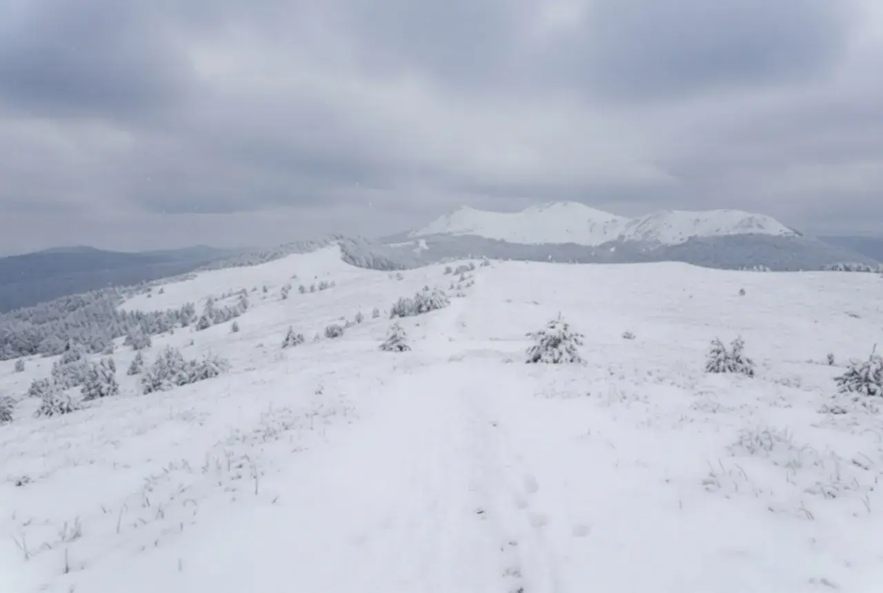Śnieżna trasa w górach, z samotnymi smrekami i łagodnymi wzniesieniami pod zachmurzonym niebem.