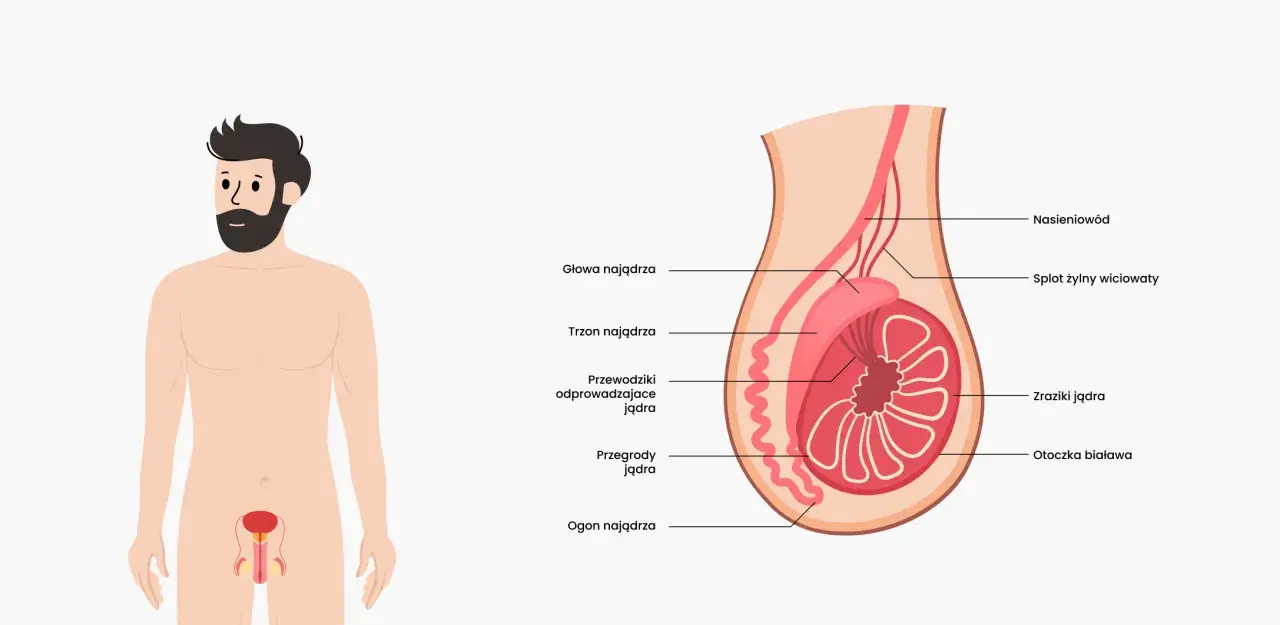 Anatomia męskich jąder: przekrój pokazuje budowę, w tym nasieniowód, splot żylny, zraziki i przegrody.