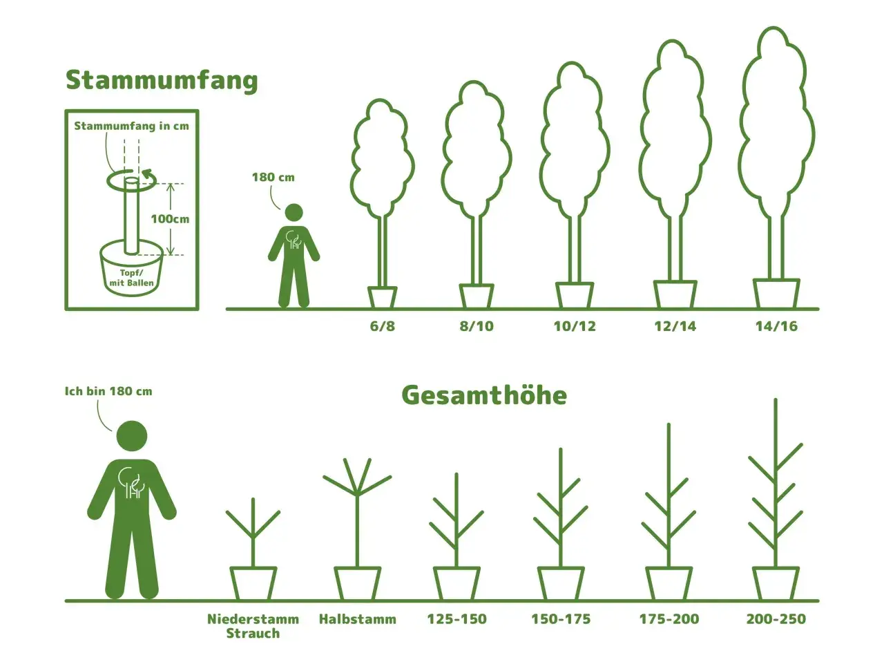 Illustrationen zeigen das Wachstum von Hainbuchen. Die Gesamthöhe variiert, und der Stammumfang wird in cm angegeben.