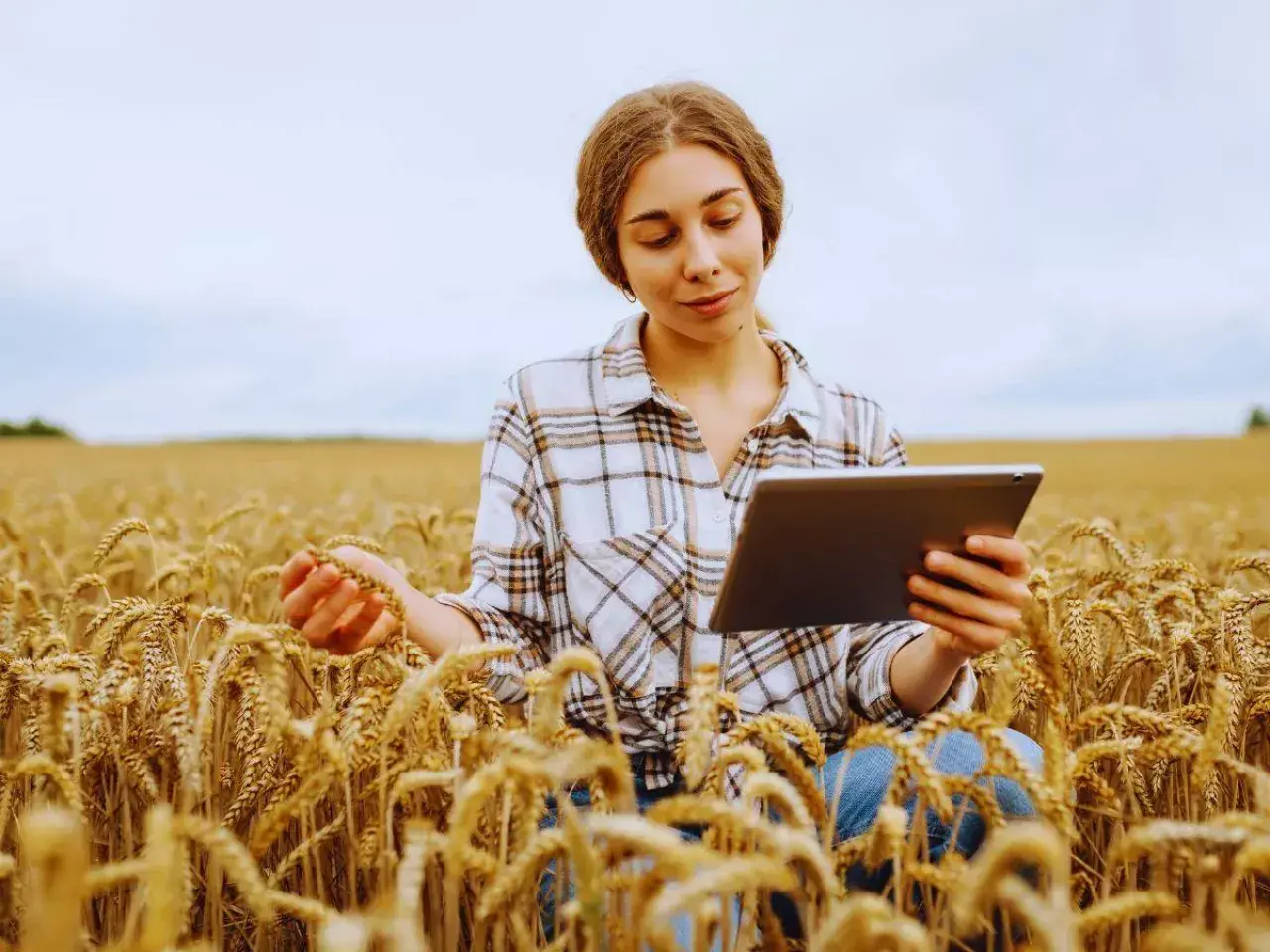 Młoda agronomka w kratowanej koszuli analizuje dane na tablecie, trzymając w dłoni kłos pszenicy na polu.
