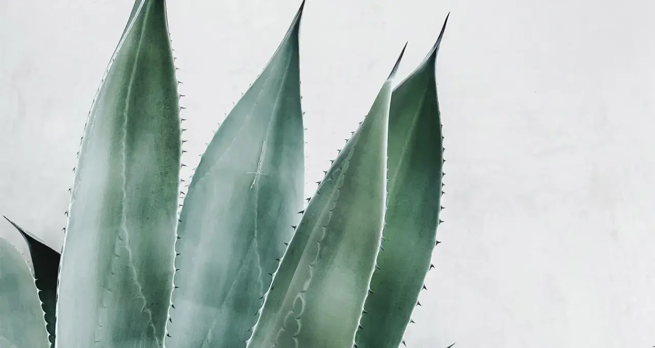 Hojas de aloe vera con espinas, destacando sus increíbles aloe vera propiedades para la piel y la salud.