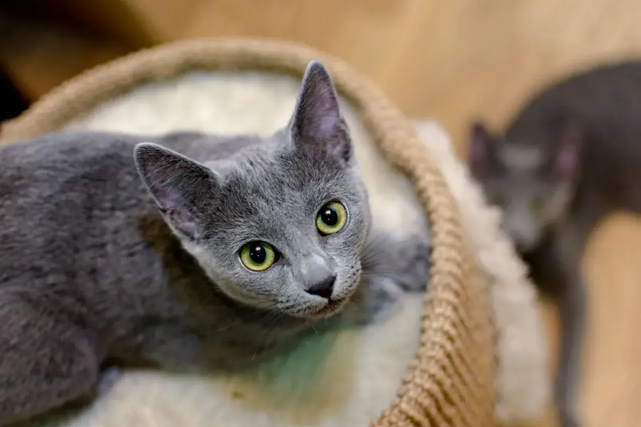 Dos gatos azul ruso, uno con ojos verdes brillantes, descansan en una cama mullida.