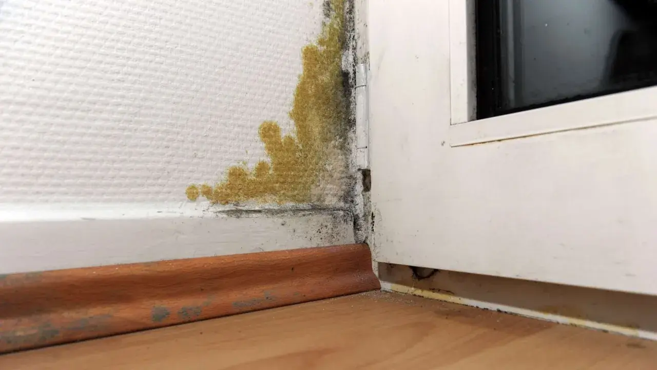 Gelber und schwarzer Schimmel unten an der Wand, nahe dem Fensterrahmen. Feuchtigkeitsproblem sichtbar.