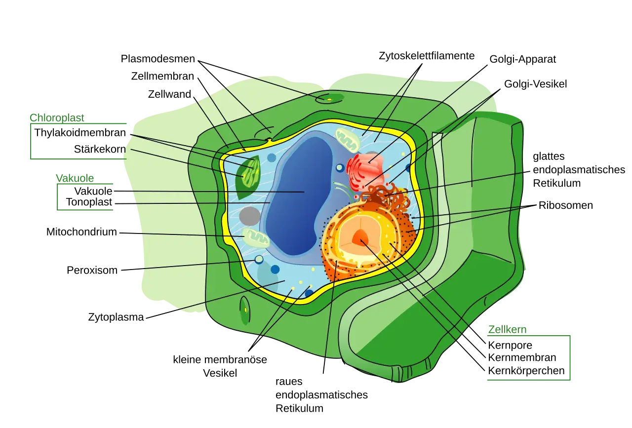 Detailansicht einer pflanzlichen Zelle mit Chloroplasten, Vakuole und Zellkern.