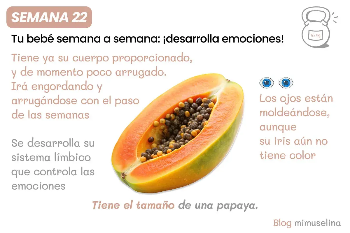 Feto di 22 settimane, delle dimensioni di una papaya, sviluppa il sistema limbico per le emozioni. Gli occhi si stanno formando.