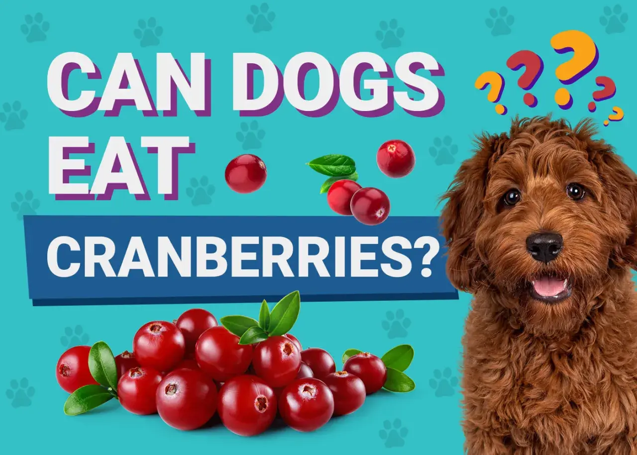 A curious dog looks at a pile of cranberries, with text asking "Can dogs eat cranberries?".