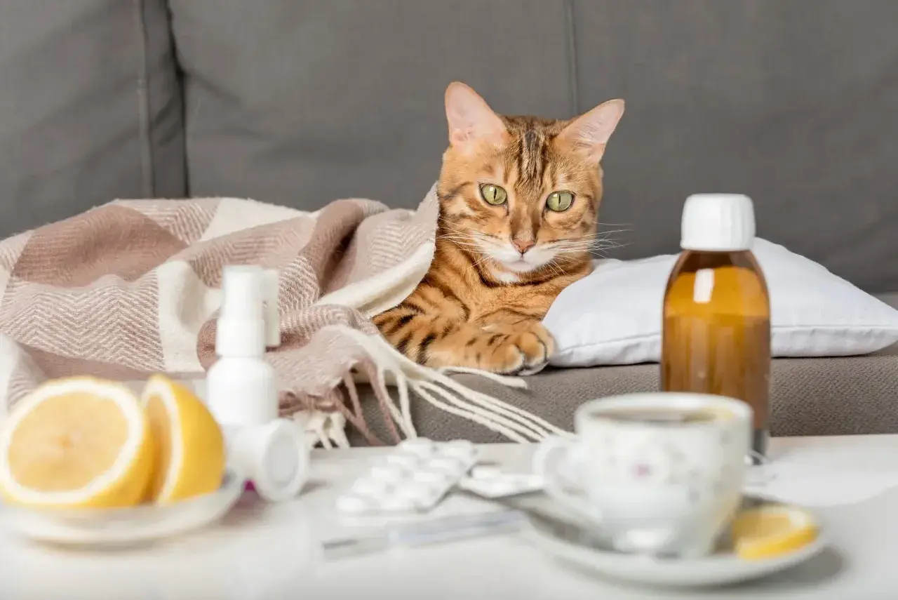 Kuschelige Katze unter Decke, daneben Medikamente und Zitrone. Vielleicht braucht sie schmerzmittel katze?