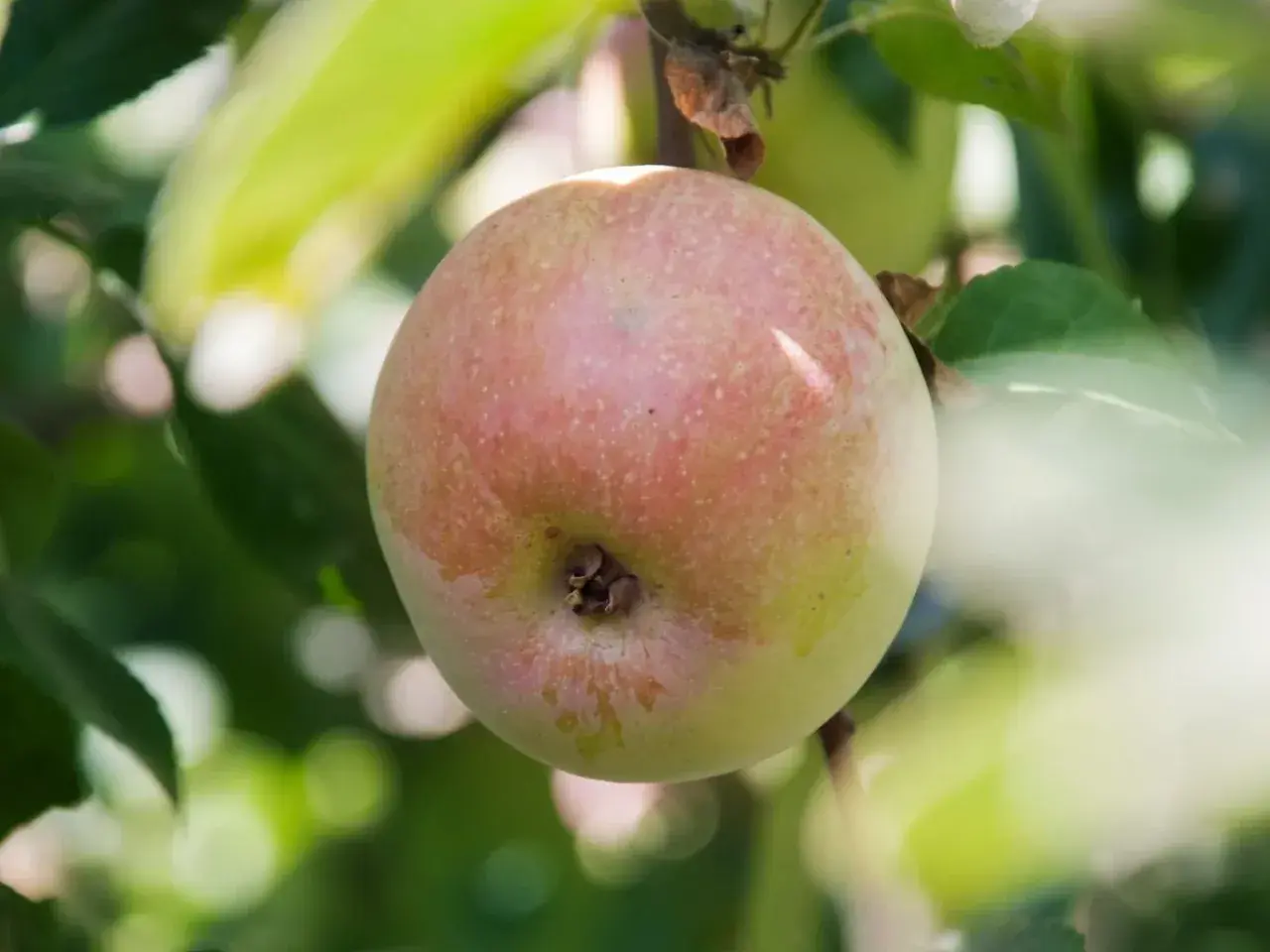 Jabłoń Ananas Berżenicki dojrzewa na gałęzi, jej rumiana skórka obiecuje słodki smak.
