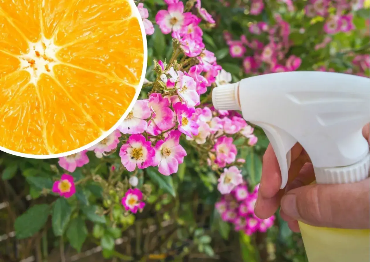 Pomarańcza i opryskiwacz w pobliżu kwitnących róż. Naturalny sposób na ochronę roślin przed szkodnikami, jak limocide.