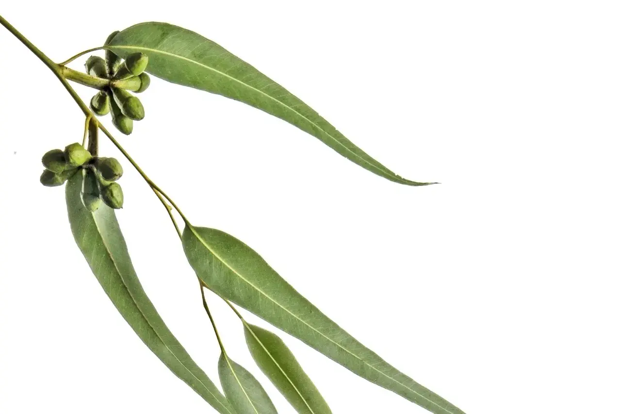 Une branche d'eucalyptus radié avec des feuilles vertes allongées et des bourgeons floraux verts groupés.