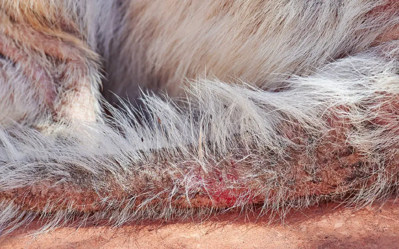 Hautpilz bei einem Hund zeigt sich als gerötete, schuppige Hautstellen mit Haarausfall.