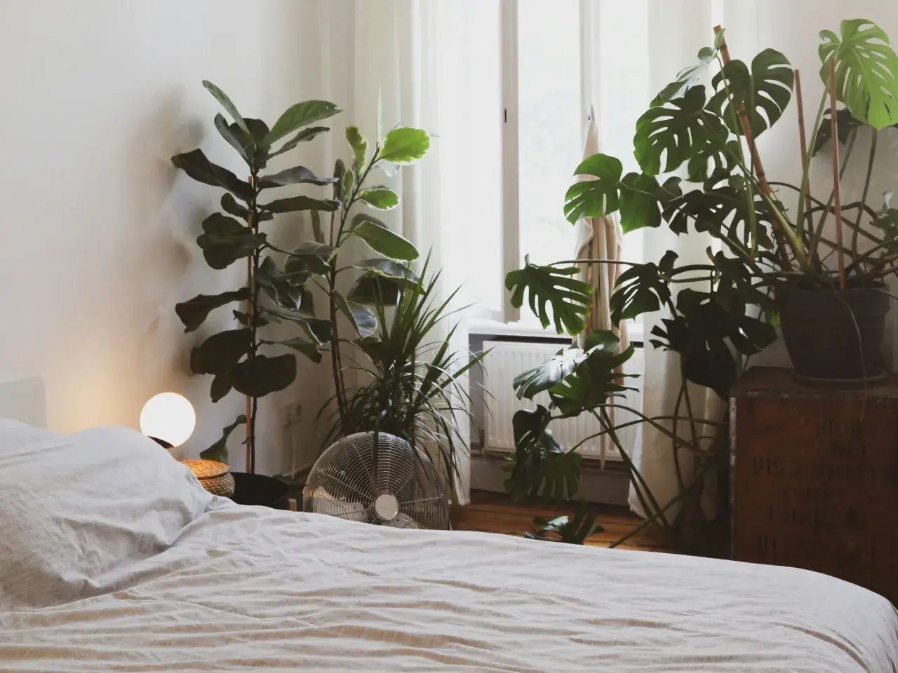 Un dormitorio acogedor con varias plantas para dormitorio, incluyendo una Monstera y un Ficus Lyrata, junto a una cama y una ventana.