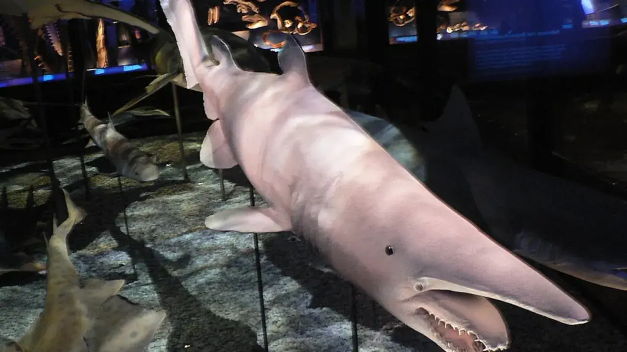 Un espeluznante tiburón duende, con su hocico largo y dientes afilados, se exhibe en un museo.