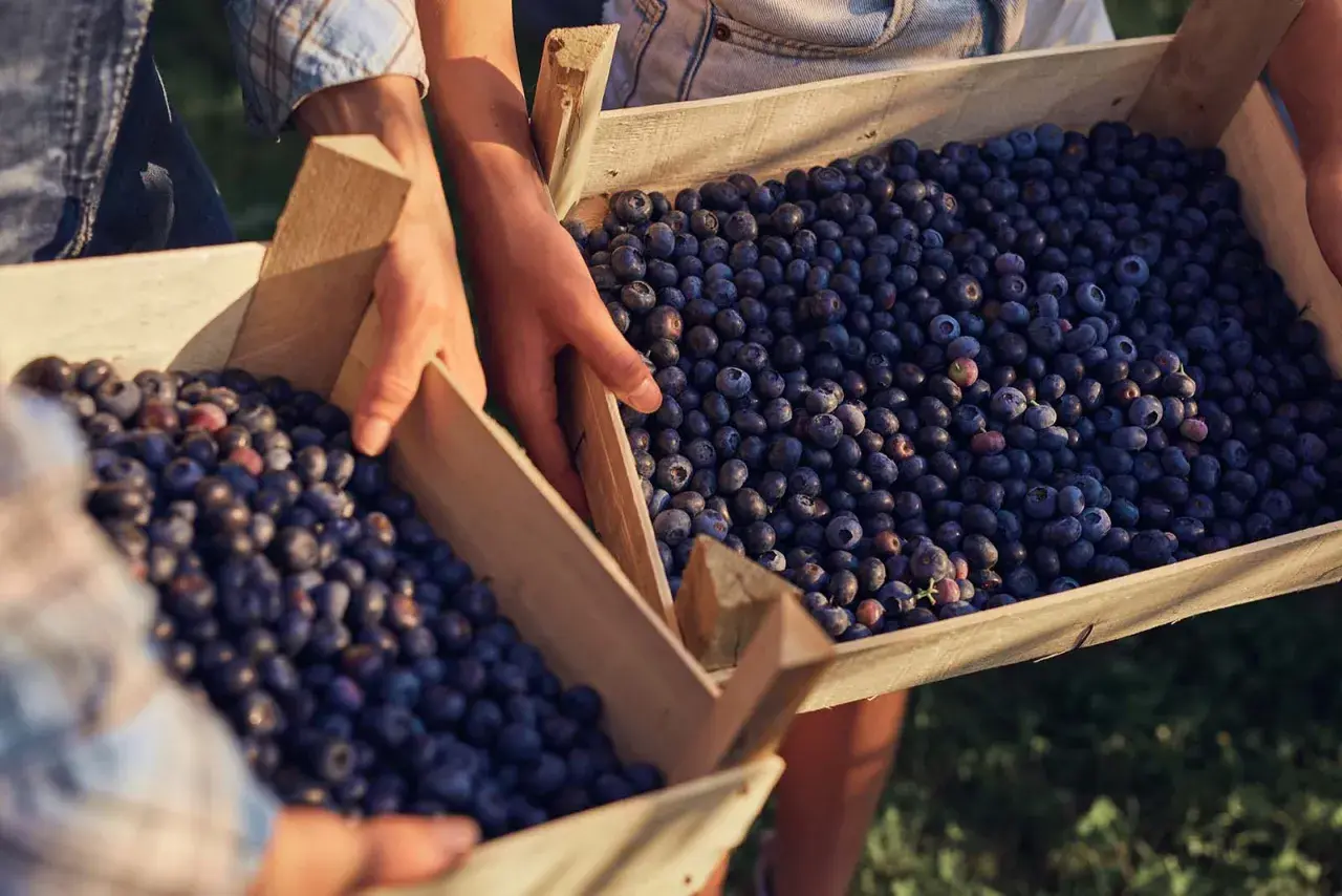 Hände tragen Holzkisten voller Blaubeeren. Die Früchte sind reich an Quercetin, dessen optimale Dosierung für die Gesundheit wichtig ist.