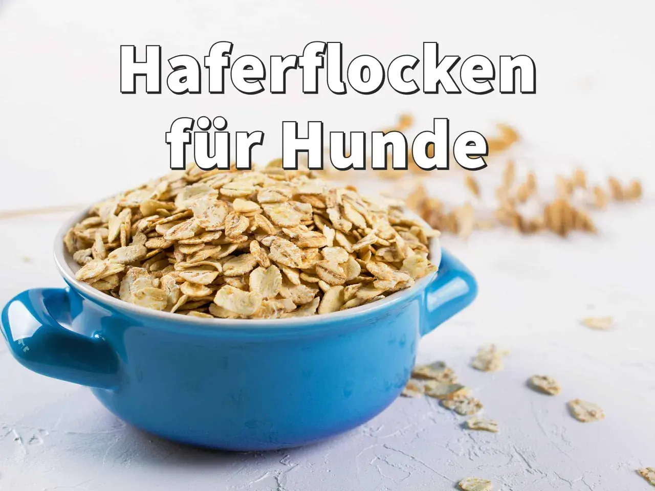 Blaue Schüssel mit Haferflocken für Hunde, roh oder gekocht, als gesunde Beilage.