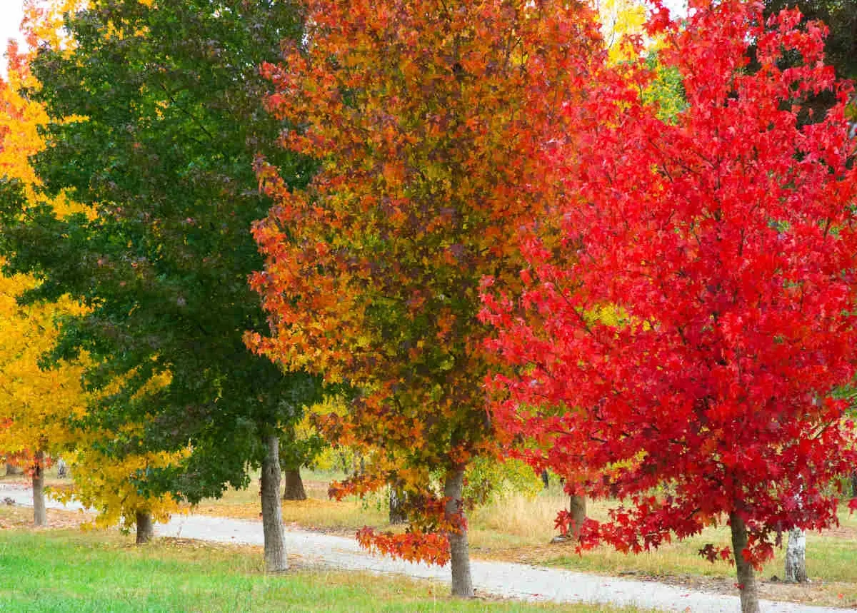Un chemin serpente à travers des liquidambar arbres aux couleurs flamboyantes d'automne : jaune, vert, orange et rouge vif.