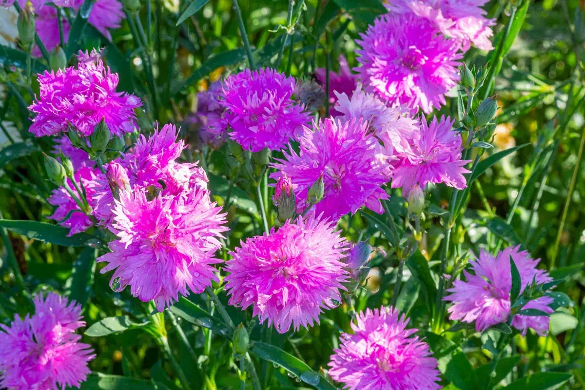 Un parterre de fleurs œillets roses éclatants, parsemées de gouttes de rosée, sous un soleil doux.