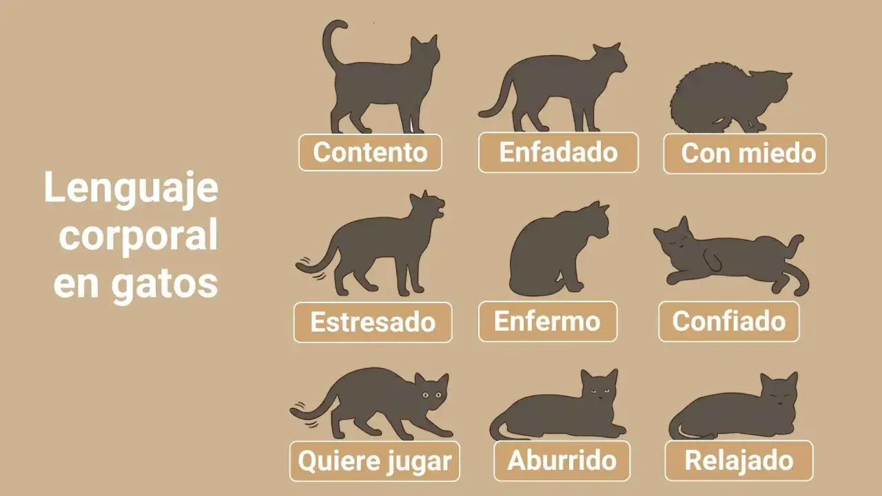 Ilustraciones de gatos en diferentes posturas que explican el lenguaje corporal felino: contento, enfadado, con miedo, estresado, enfermo, confiado, quiere jugar, aburrido y relajado.
