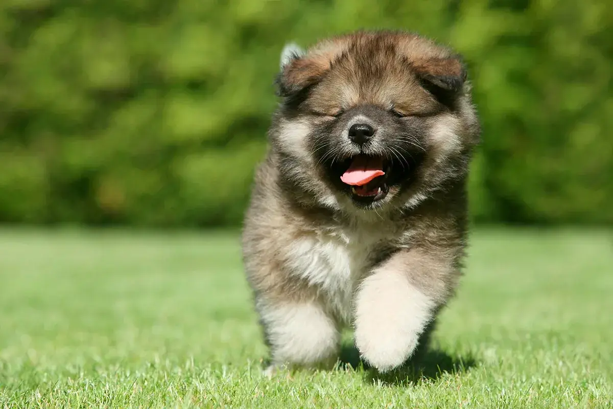 Un tierno cachorro de pastor del Cáucaso corre feliz por el césped, con la boca abierta y la lengua fuera.