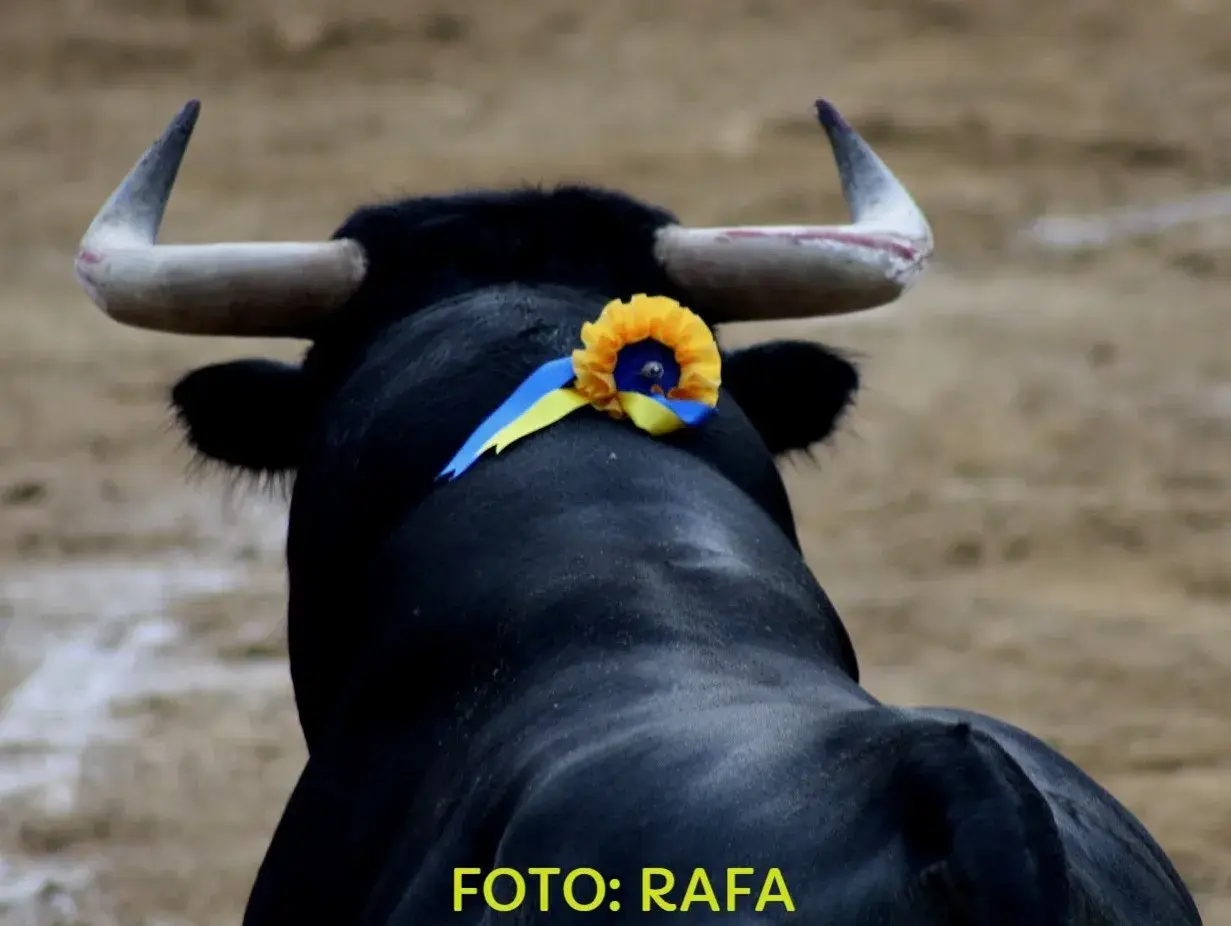 Un toro negro con un adorno de flores y cintas amarillas y azules en la cabeza, listo para el cambio de tercio en la plaza.