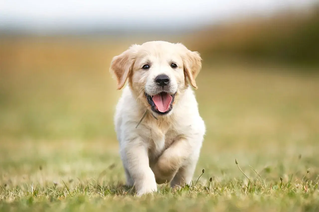 Szczeniak golden retriever, z radosnym wyrazem pyska, biegnie przez trawę. Może ma na imię Gucio?