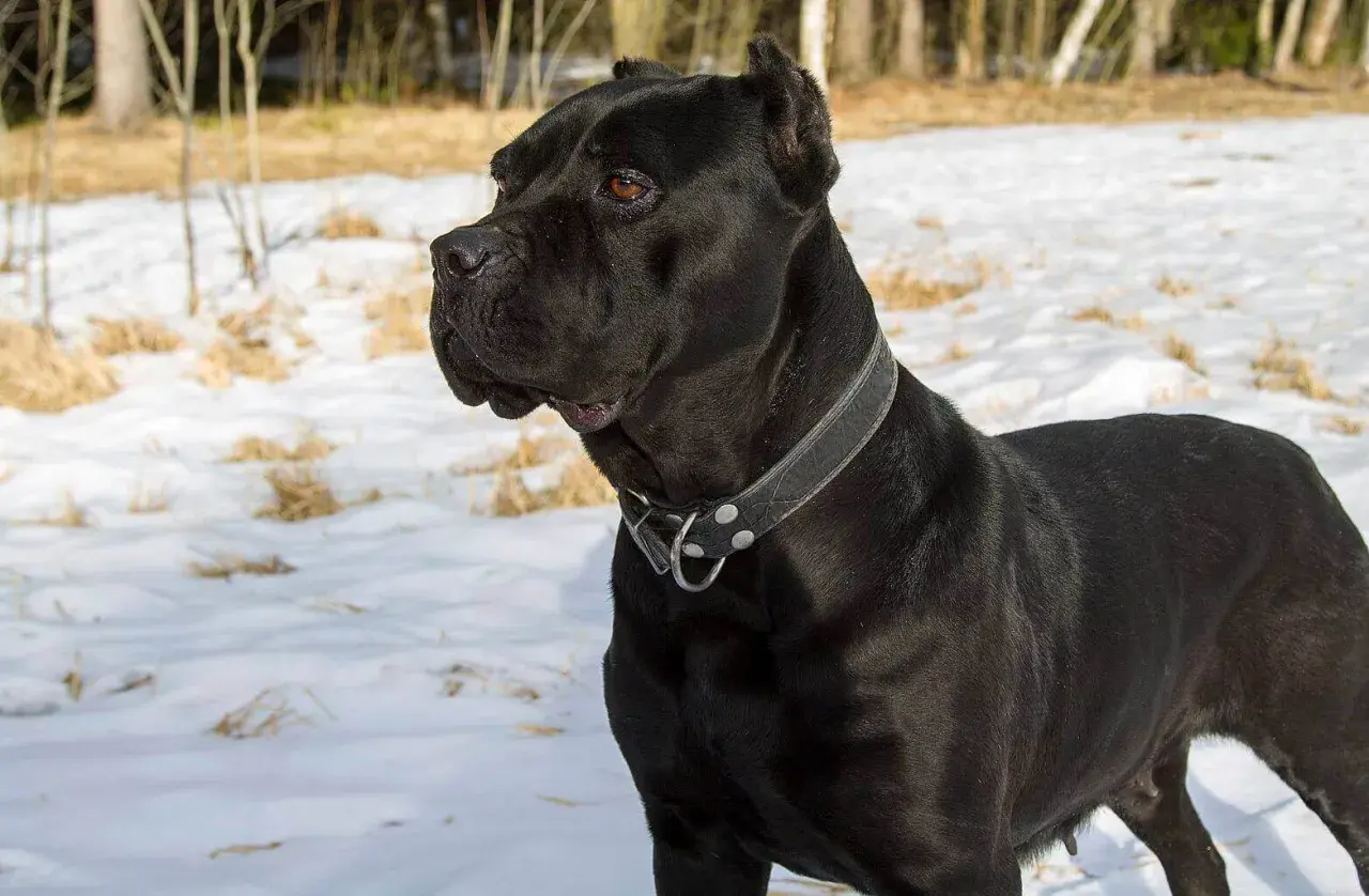 Czarny pies rasy Cane Corso w zimowym krajobrazie. Czy cane corso są groźne? Ten pies wygląda na spokojnego i czujnego.