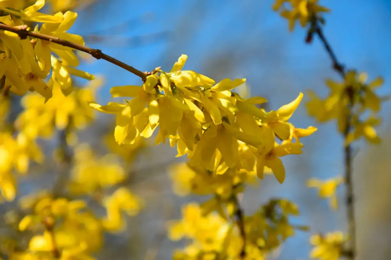 En buske med gula blommor lyser upp en klarblå himmel. Våren är här!