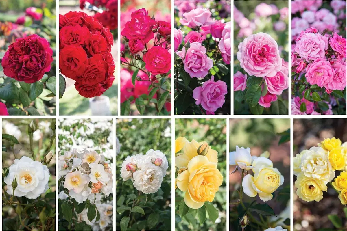 Collage de diferentes tipos de rosas: rojas, rosas, blancas y amarillas, mostrando la diversidad de sus pétalos y formas.