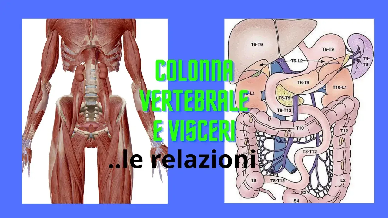 Anatomia: muscoli della colonna vertebrale e organi interni, con indicazioni sulle relazioni tra vertebre e visceri.