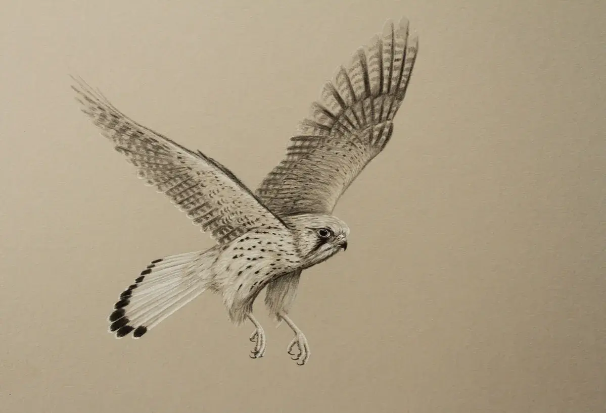 Zeichnung eines Turmfalken im Flug, bereit zur Jagd während der Brutzeit.
