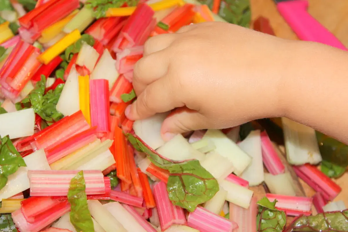Kleine Hand greift nach bunter mangold baby Mischung. Bunte Stiele und Blätter liegen bereit zum Kochen.