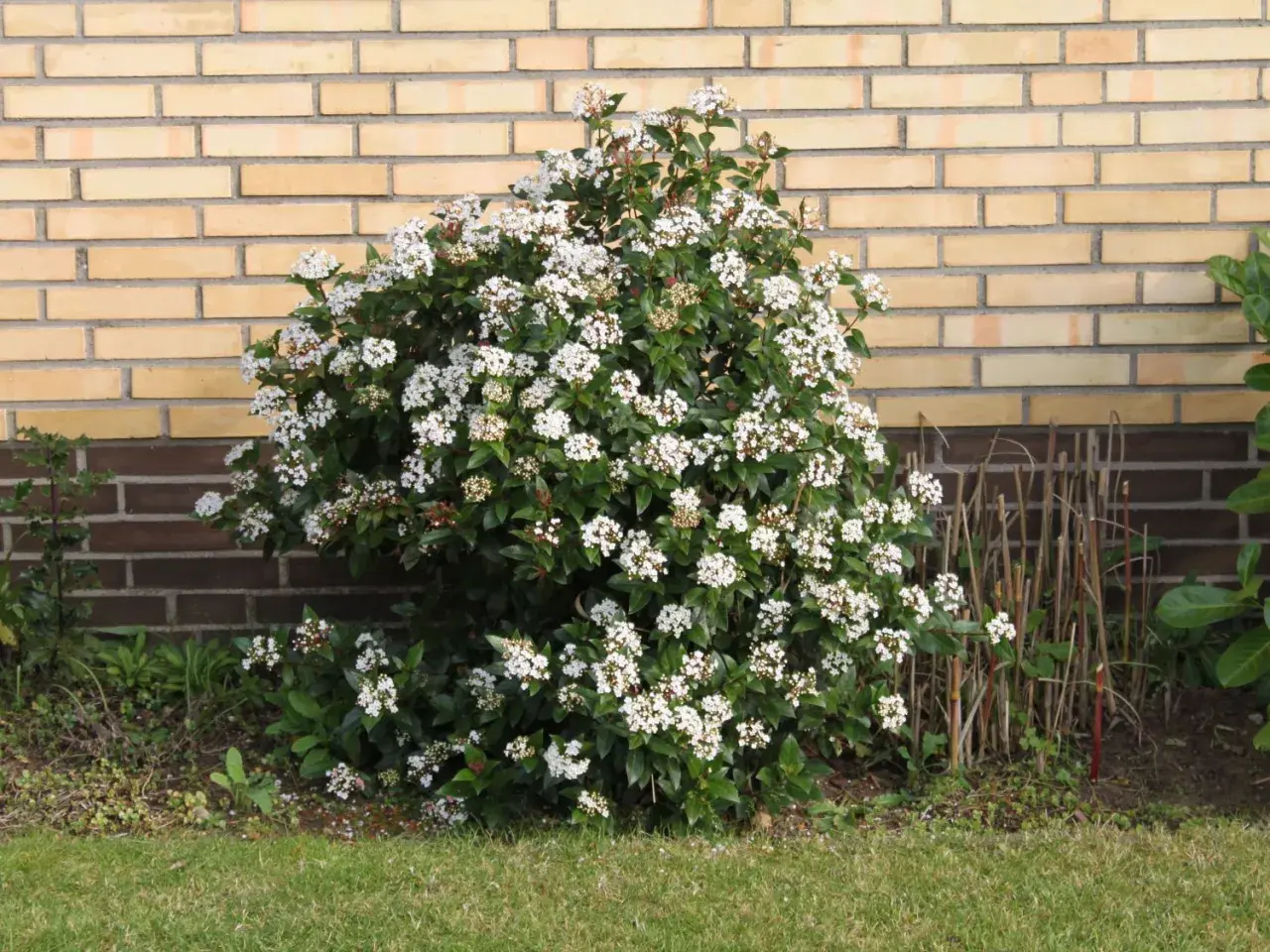 Eine blühende Viburnum tinus Hecke vor einer gelben Ziegelwand.
